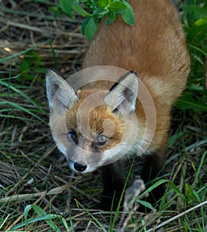 Young red fox cub portrait