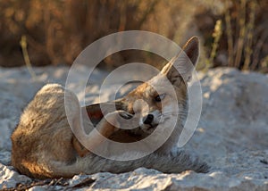 A young red fox in the early morning