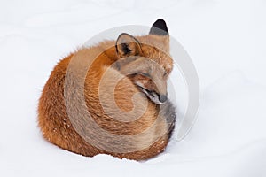 Young Red Fox genus Vulpes napping curled