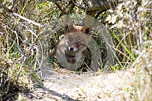 Young red fox hiding in the shade