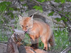 Young red fox kit among small white flowered weeds