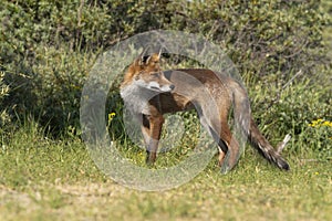 Young Red Fox, the largest of the true foxes, standing looking back in a dune area near Amsterdam