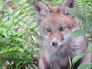 Young red fox looking towards camera