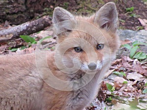 Young red fox looking towards the camera