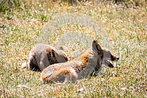 Young red fox with mother relaxing in the grass