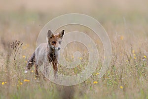 Young Red Fox in National Park Hoge Veluwe in the Netherlands