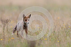Young Red Fox in National Park Hoge Veluwe in the Netherlands photo