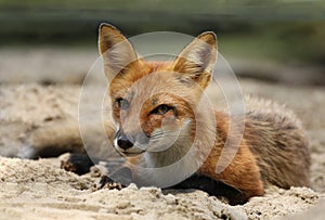 young red fox in nature photo