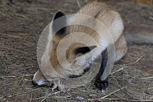 Young red fox nibbles food. Little fox cub eats food in the zoo. A beautiful red fox cub with black ears curled up having lunch.