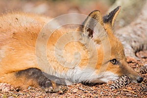 Young Red Fox Puppy crouch on forest floor