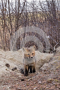 Young red fox puppy explores outside den