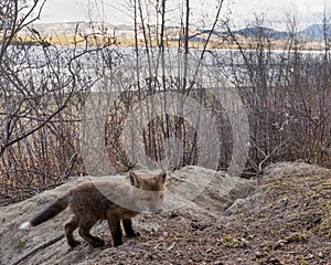 Young red fox puppy explores outside den