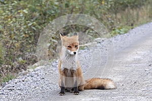 Young red fox sitting on road