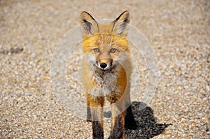 A young Red Fox stares near Dease Lake, BC, Canada.