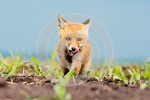 Young Red fox, Vulpes vulpes