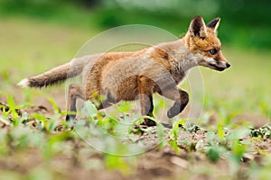 Young Red fox, Vulpes vulpes