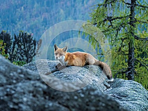 Young red fox lying on a rock