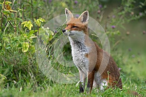 Young Red Fox, Vulpes vulpes