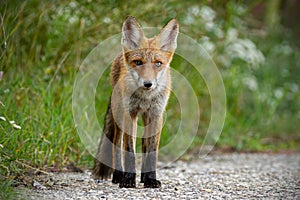 Young red fox standing on gravel roadside in summer