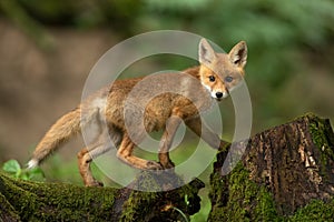 Young red fox walking on tree trunk in springtime nature