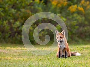 Young red fox watching for movement in the grass