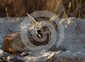 A young red fox yawning