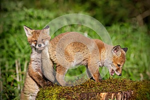 Young red foxes at play