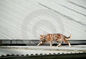 Young red ginger tabby cat walking across a corrugated iron roof