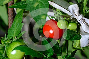 Red tomatoes on a branch in greenhouse