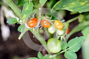 Red tomatoes on a branch in greenhouse