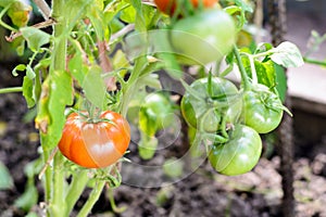 Red tomatoes on a branch in greenhouse