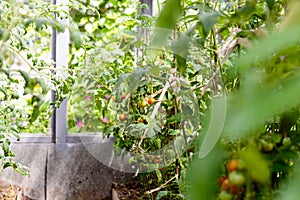 Red tomatoes on a branch in greenhouse