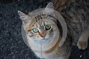 A young red-haired abandoned cat with bright beautiful green eyes. Top view