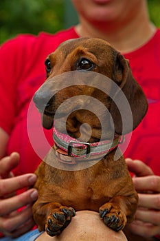 Young red-haired dachshund on the girlâ€™s lap.