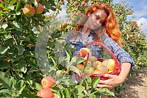 Young red-haired woman helps with picking apples