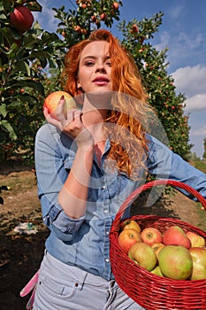 Young red-haired woman helps with picking apples