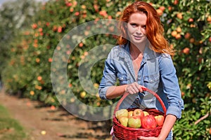 Young red-haired woman helps with picking apples