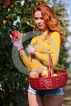 Young red-haired woman helps with picking apples