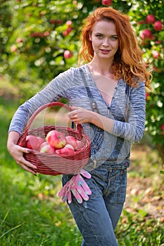 Young red-haired woman helps with picking apples photo