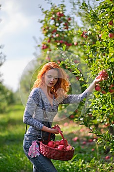 Young red-haired woman helps with picking apples