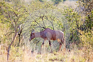 Young red hartebeest grazing in nature reserve