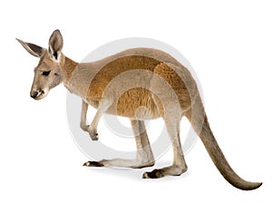 Young red kangaroo (9 months) - Macropus rufus photo