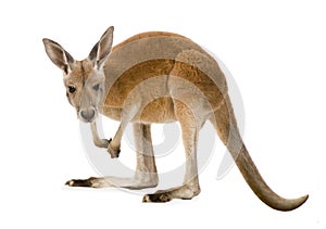 Young red kangaroo (9 months) - Macropus rufus photo