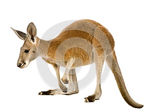 Young red kangaroo (9 months) - Macropus rufus photo