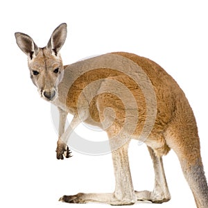 Young red kangaroo (9 months) - Macropus rufus photo