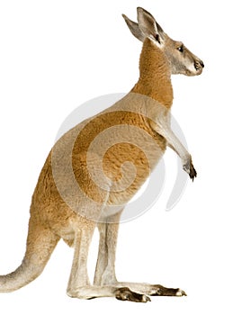 Young red kangaroo (9 months) - Macropus rufus photo