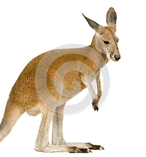 Young red kangaroo (9 months) - Macropus rufus