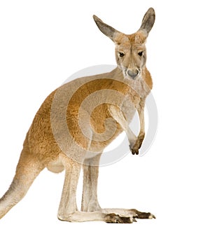 Young red kangaroo (9 months) - Macropus rufus photo