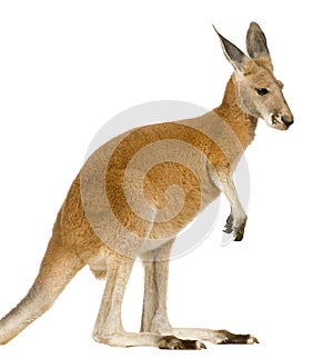 Young red kangaroo (9 months) - Macropus rufus photo
