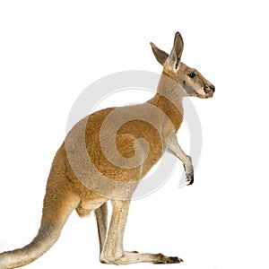 Young red kangaroo (9 months) - Macropus rufus photo